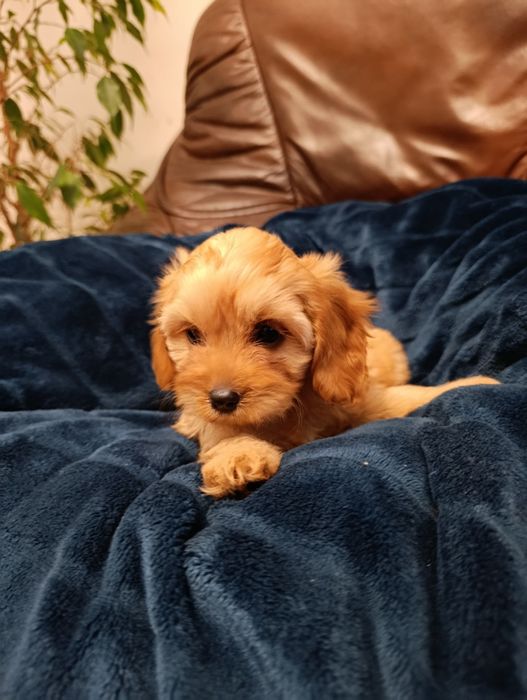 Piękna Suczka Cavapoo