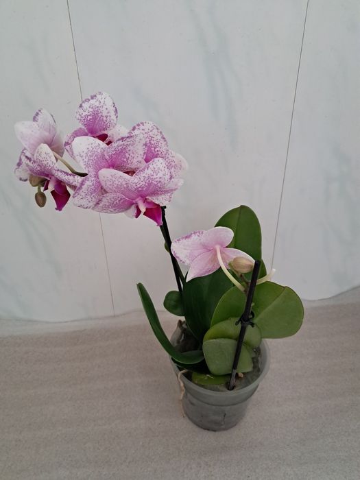 Продам орхідеї квітучі