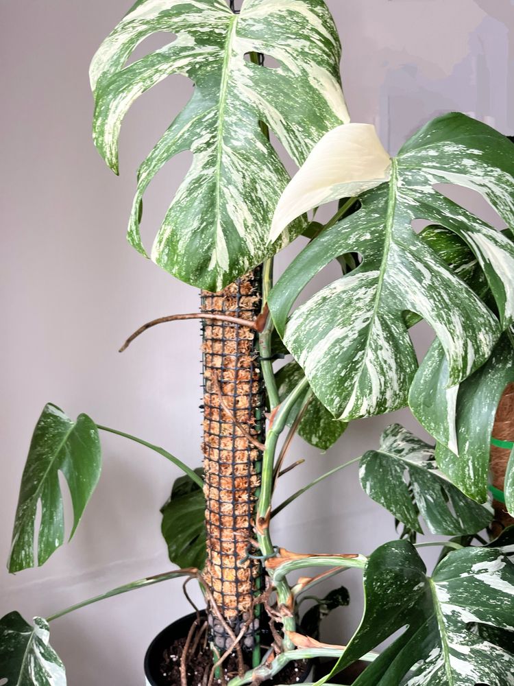 Monstera variegata