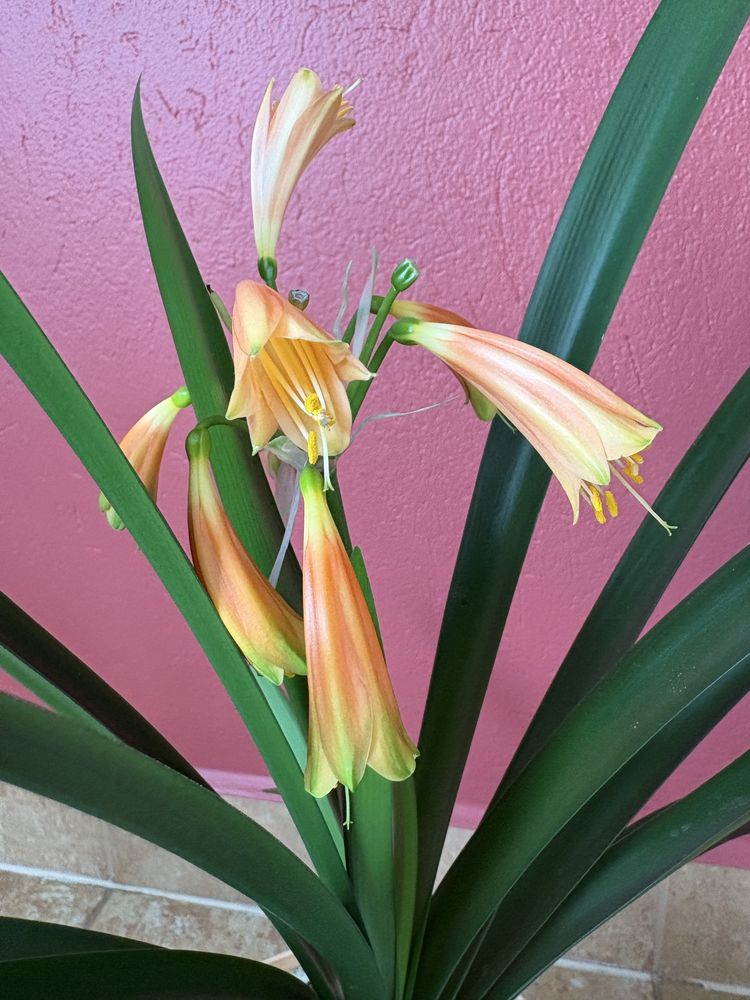 Kliwia szlachetna (Clivia nobilis) Pomarańczowa