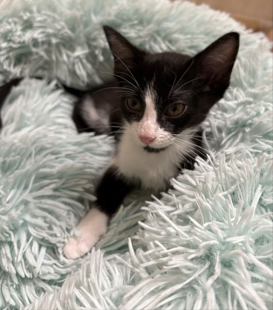 Gatinha de 2 meses para adoção responsável