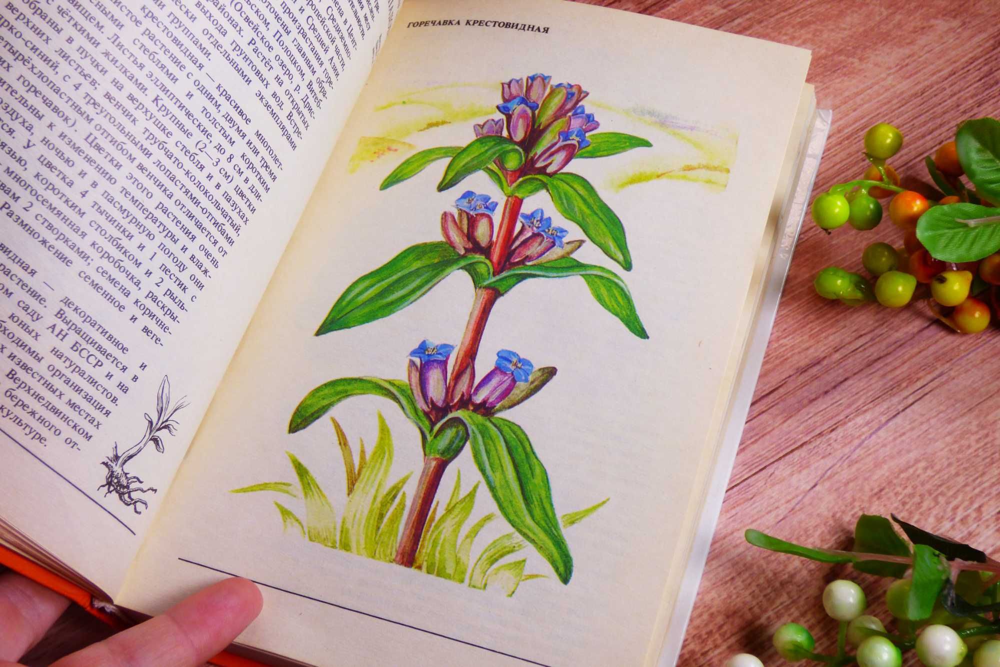По страницам красной книги Растения