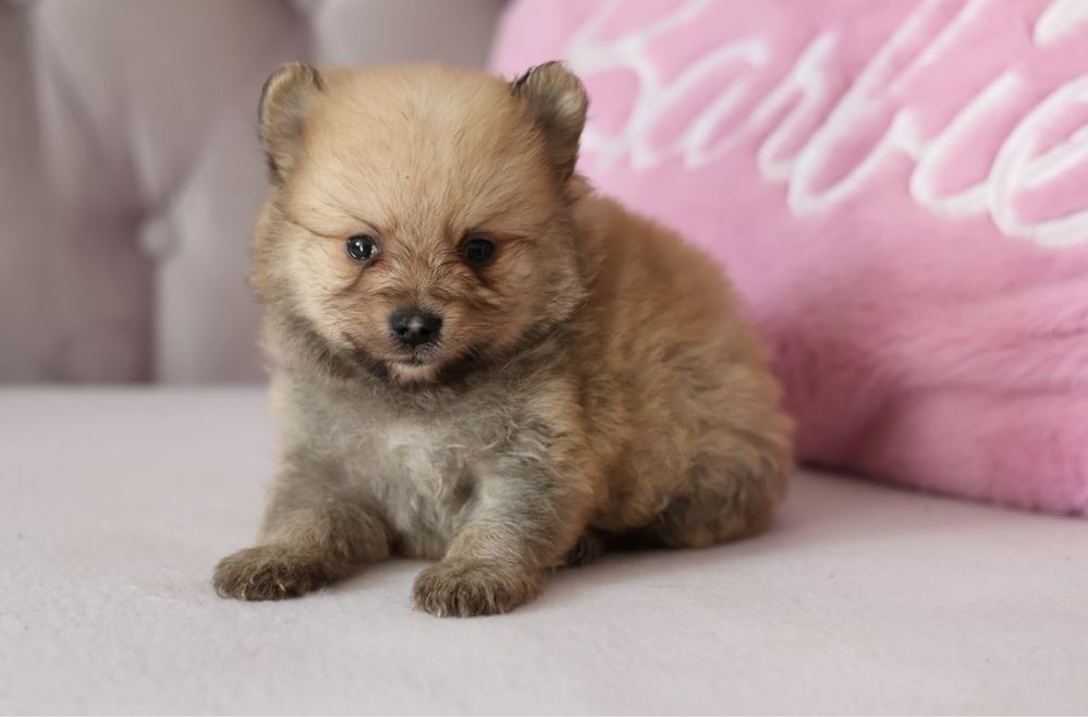 Szpic miniaturowy pomeranian samiec