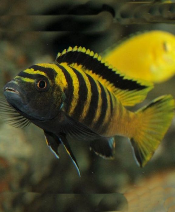 Pseudotropheus flavus Псевдотрофеус флавус Малавийские Цихлиды