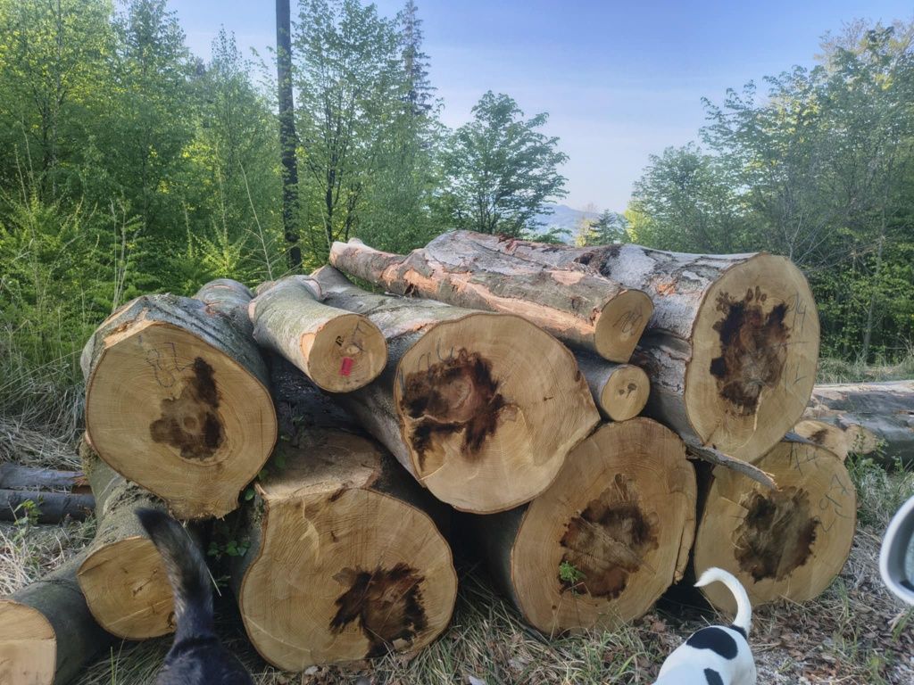 Drewno kominkowe opałowe Buk