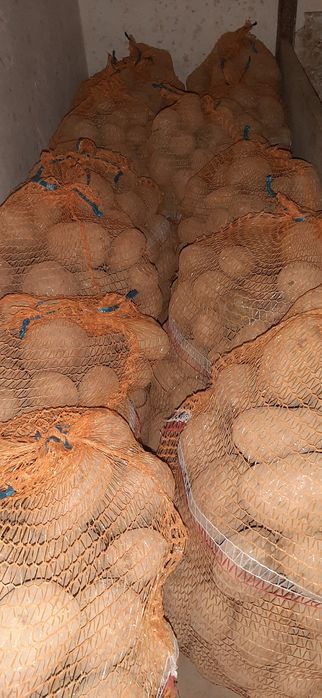 Ziemniaki jadalene Bellaroza kartofle kartofelki pryry grule