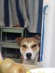 Pitbull meigo inteligente