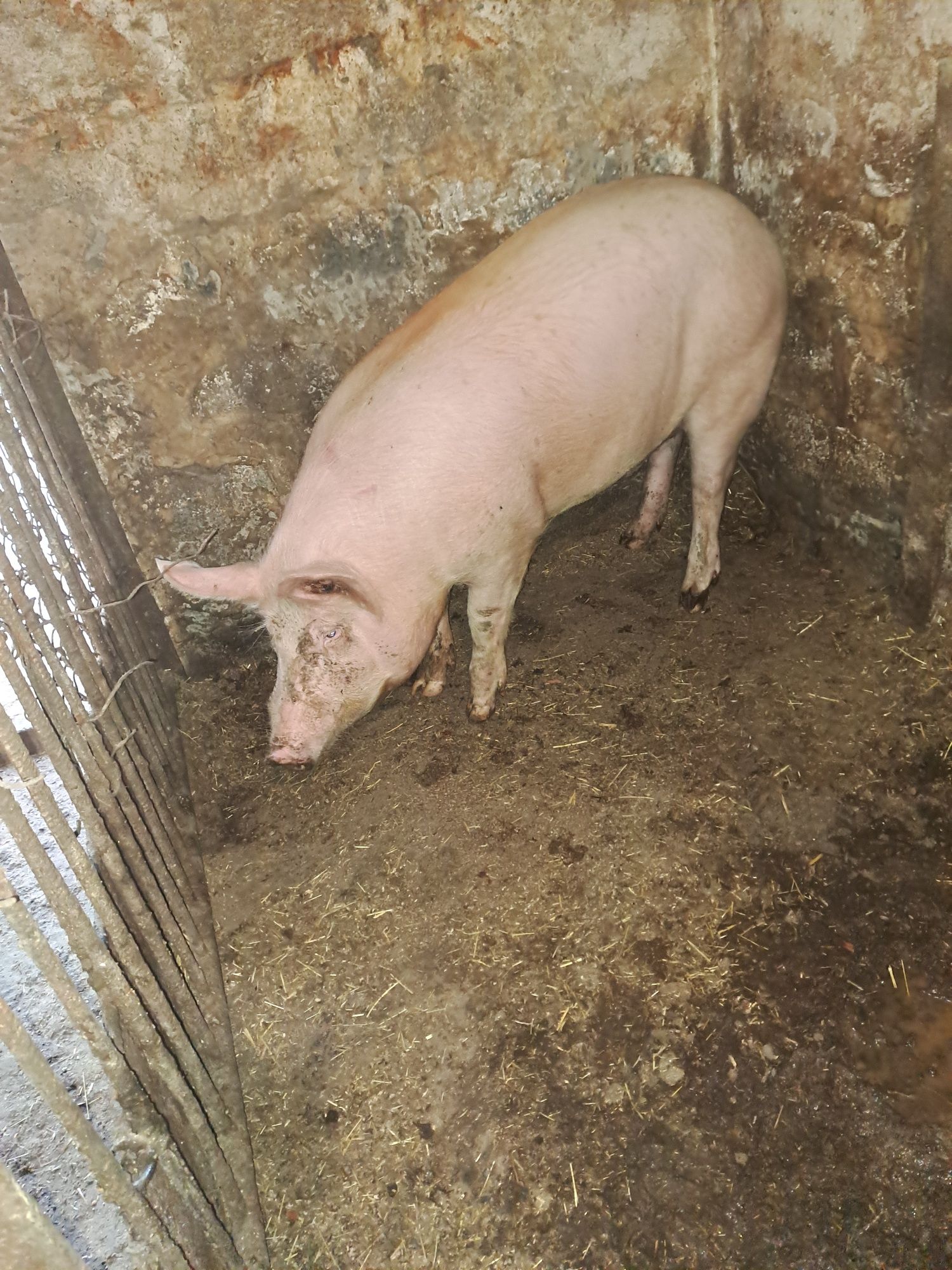 Продам свиней от 100 до 145 кг