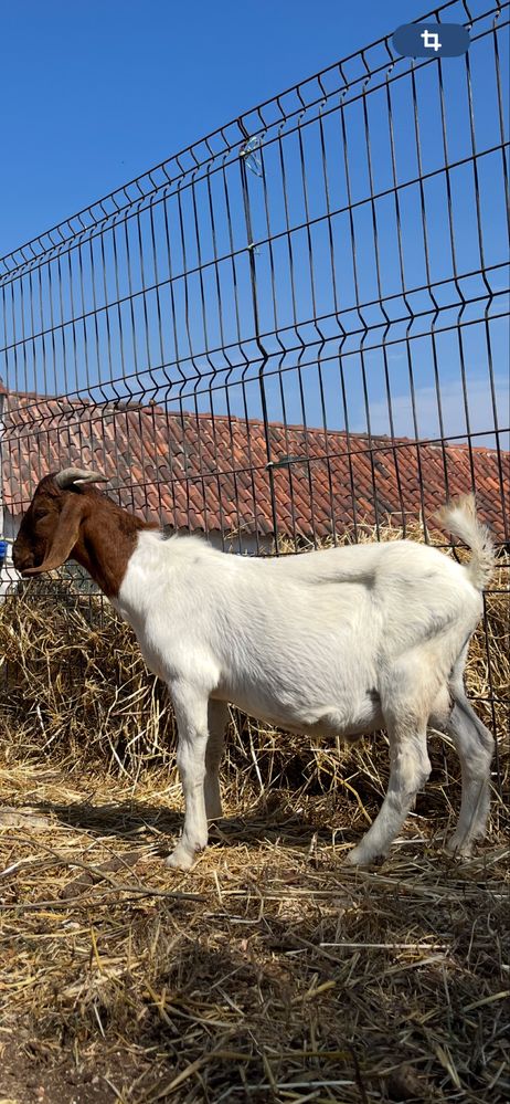 Bode Puro Boer 10 meses