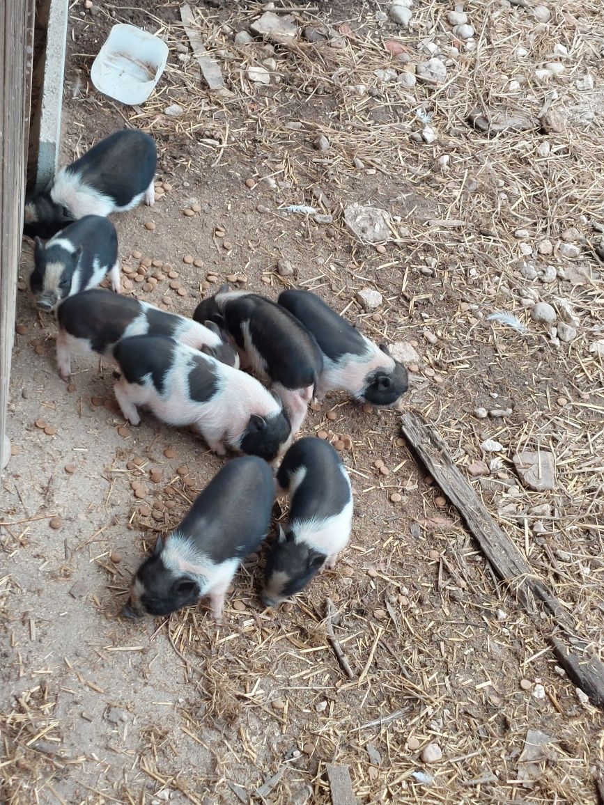 Mini pig / porco anão