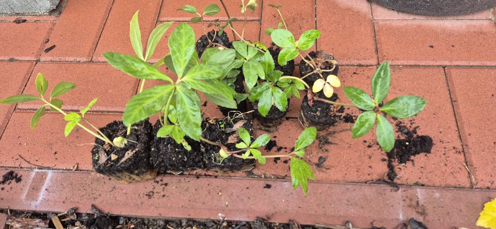 Róża bożonarodzeniowa ciemiernik.