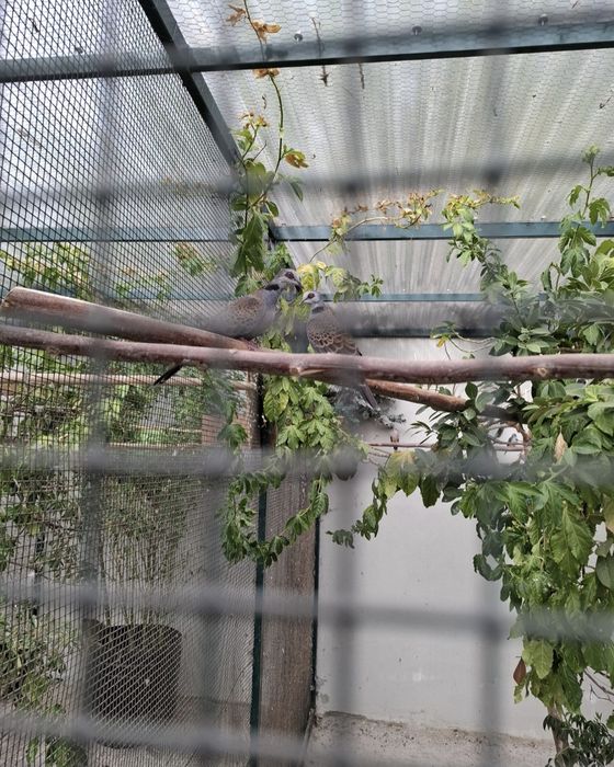 Casal de Rolas Streptopelia hypophyrra de 2025