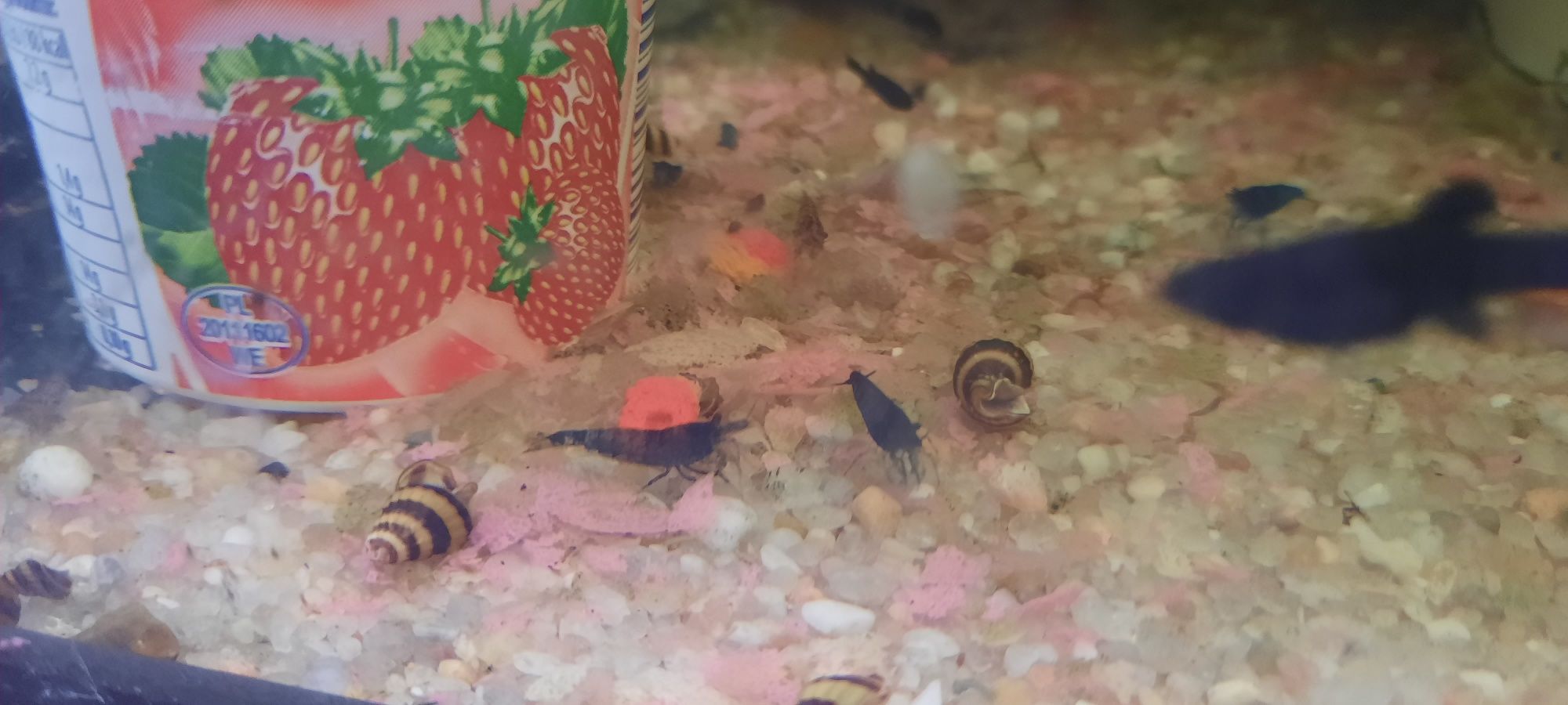 Helenki ślimaki oraz krewetki