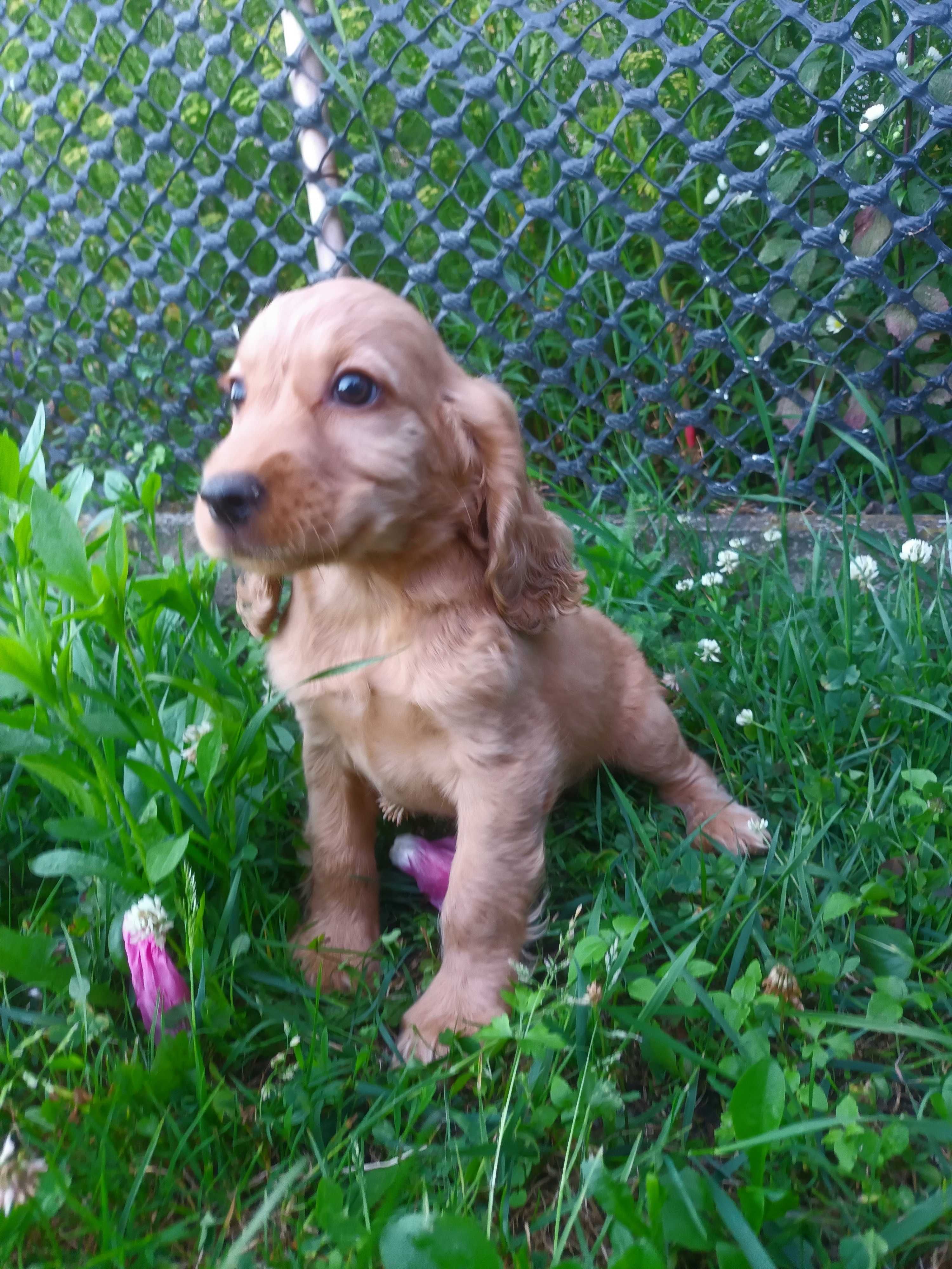 Cocker spaniel gotowy do zmiany domku
