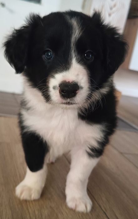 Border collie  FCI chłopiec czarno biały FCI zkwp