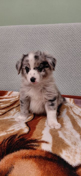 Sprzedam pieska Border Collie