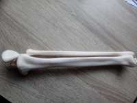 Kość piszczelowa strzałkowa lewa kostek szkielet ciało człowieka