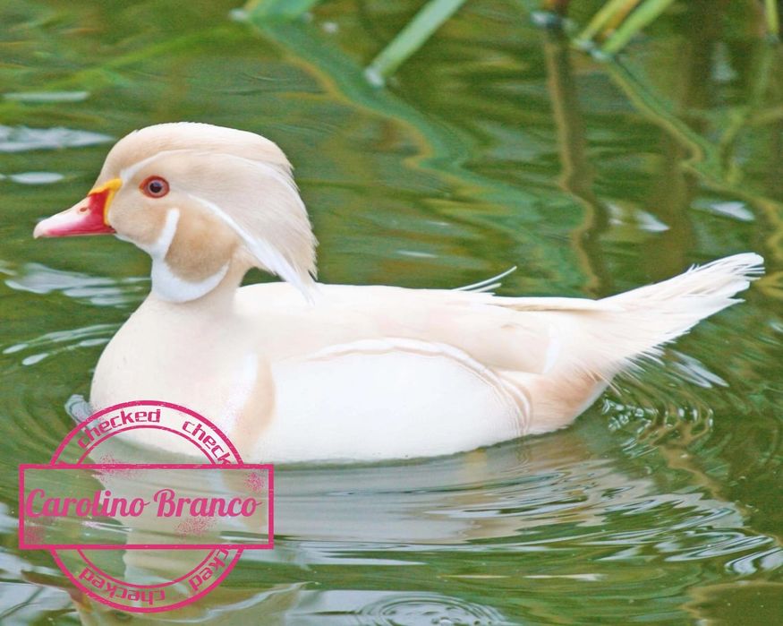 Patos/carolino/mandarim versicolor
