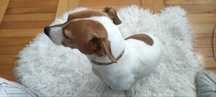 Oddam za darmo sunie Jack Russell terrier  z papierami !!!
