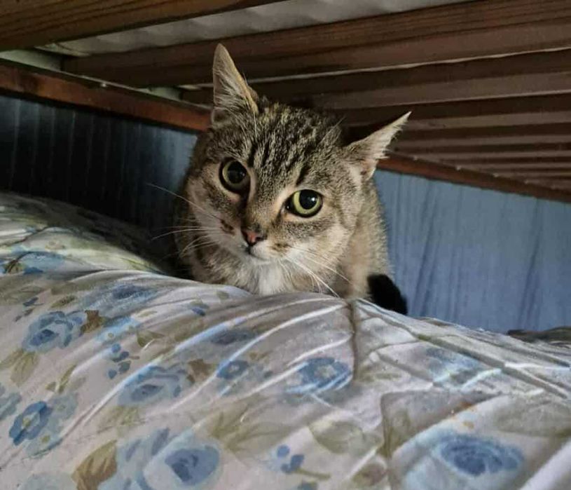 Kotka o imieniu Trinity do adopcji
