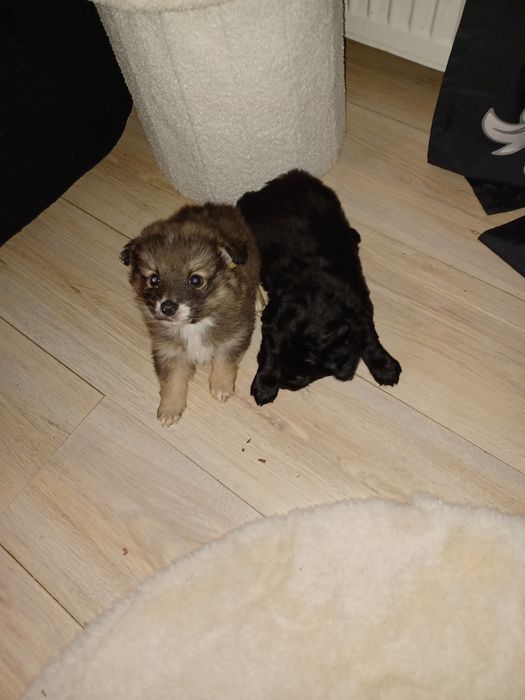 Chihuahua mix szpic szczeniaczki