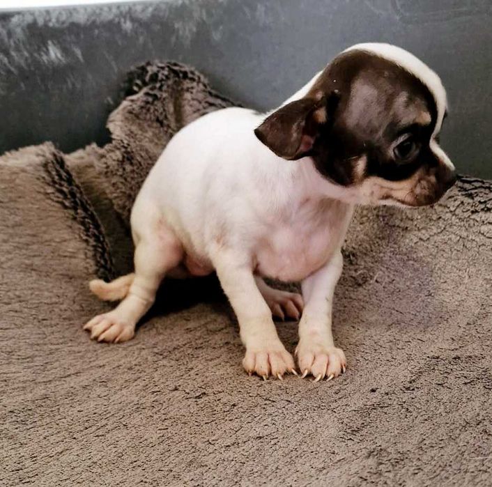 Chihuahua Fêmea Cor Chocolate