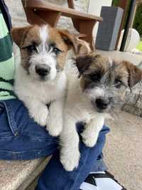 Jack Russell Terrier FCI ZKwP