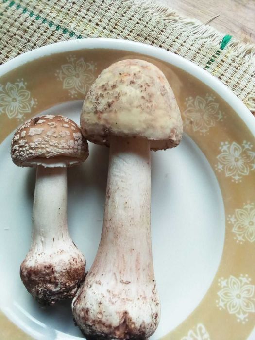 гриб Ежовик желтый