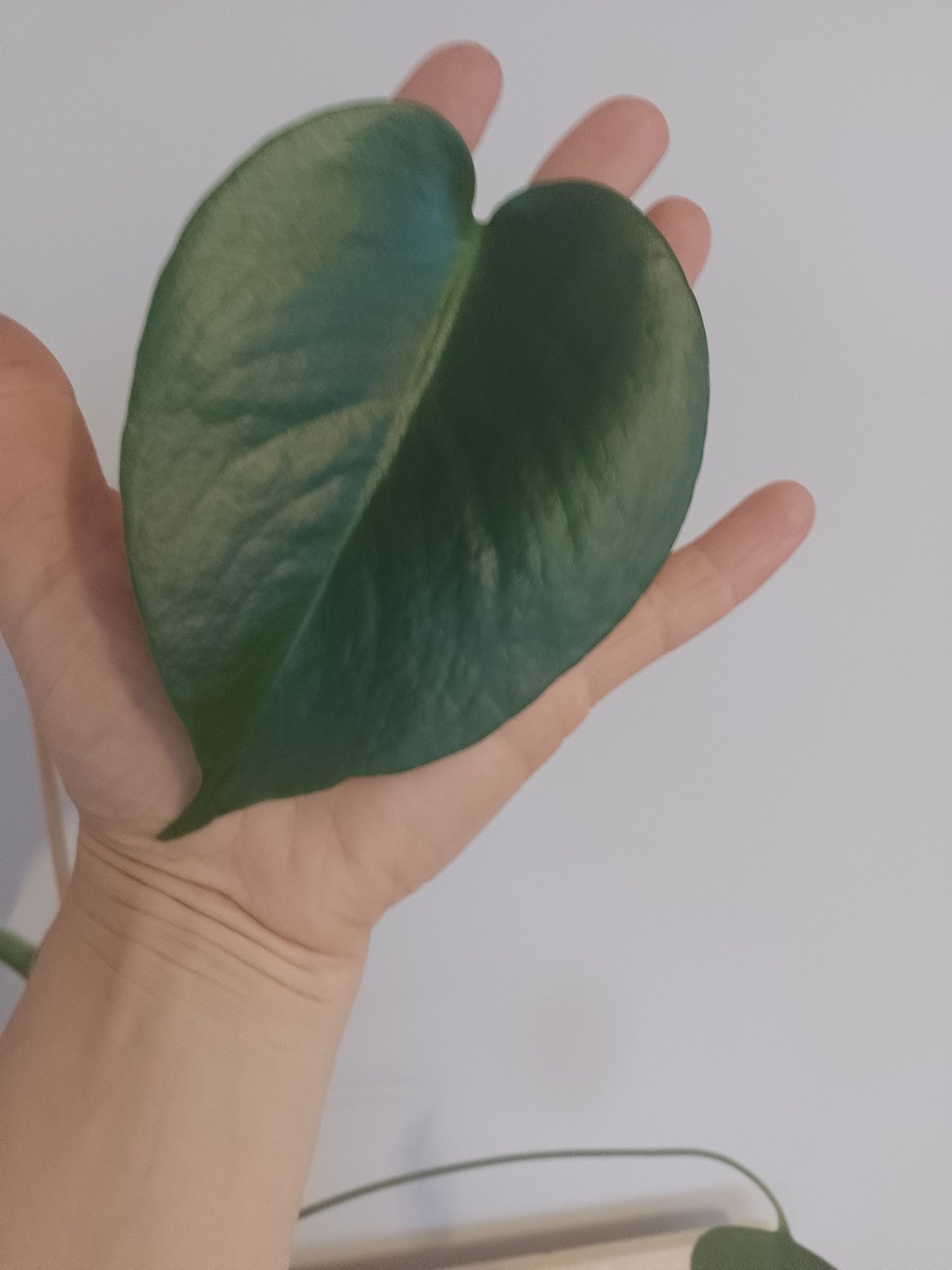 Monstera deliciosa młoda sadzonka