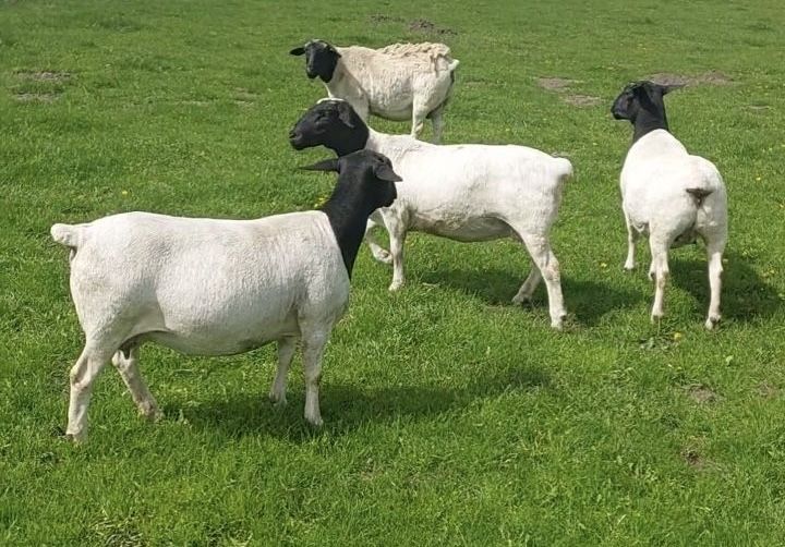 Продам овець породи Дорпер