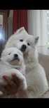 Samojed Samojed FCI Samoyed. Gotowe do odbioru