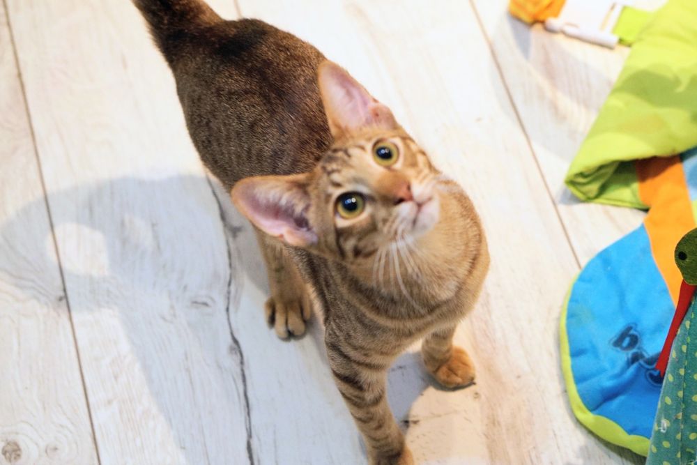 Peterbald orientalny krótkowłosy gotowy do zmiany domku prawdziwy rodo