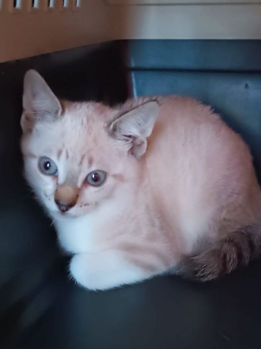 Gatinha com 3 meses para Adoção!