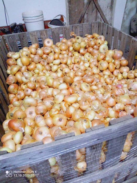 Cebula zwykła, cukrowa