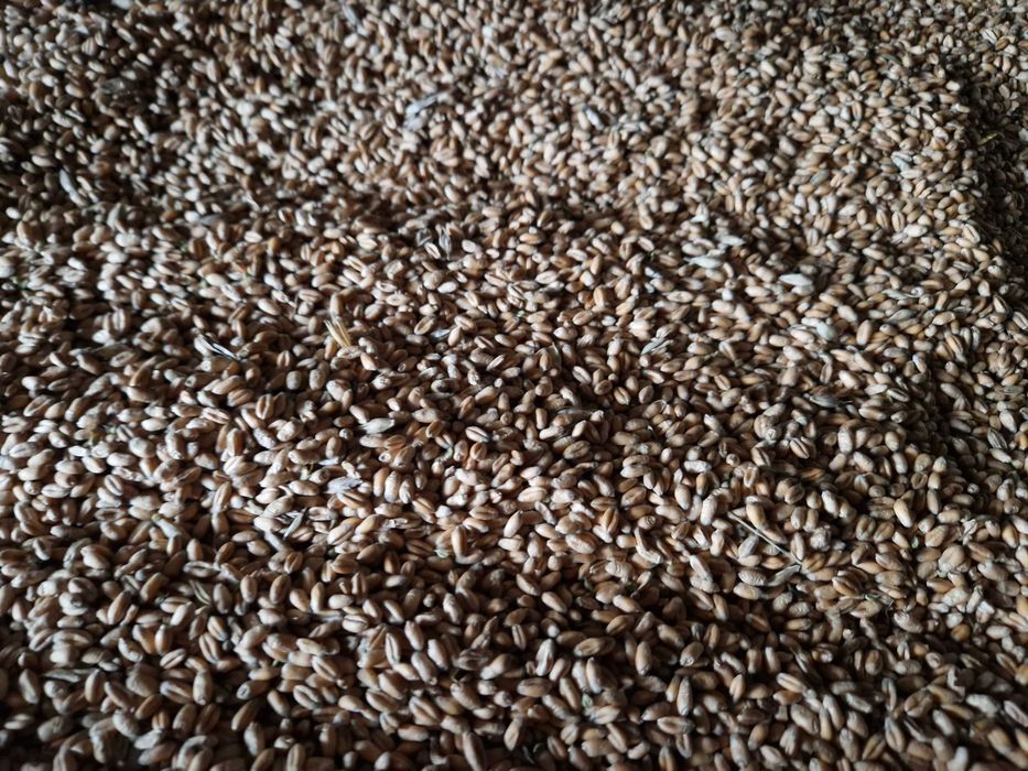 Pszenica ozima , owies