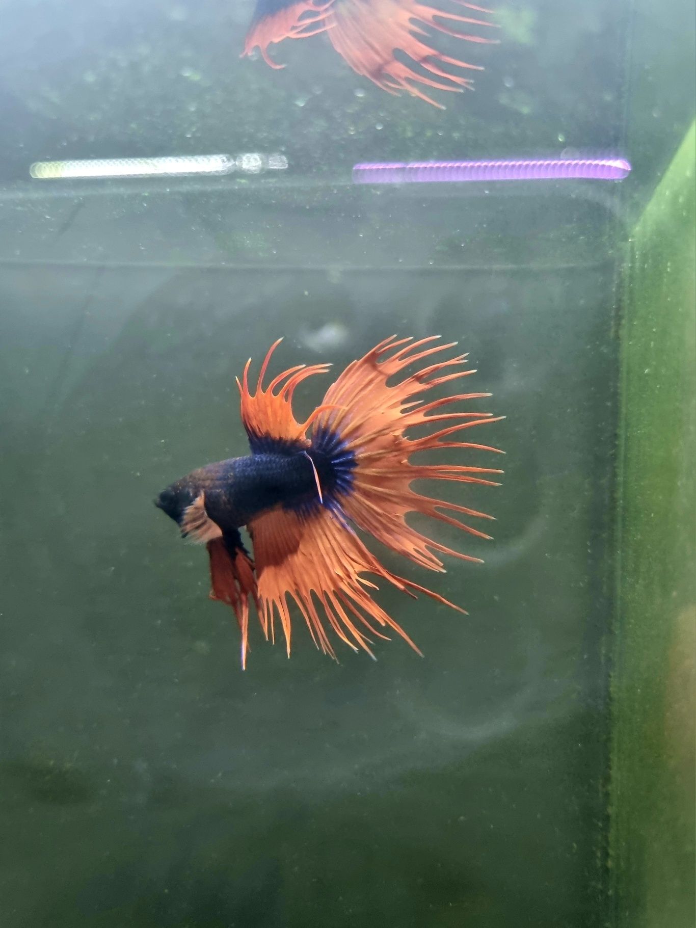 Bojownik crowntail fancy (strzępiasty)