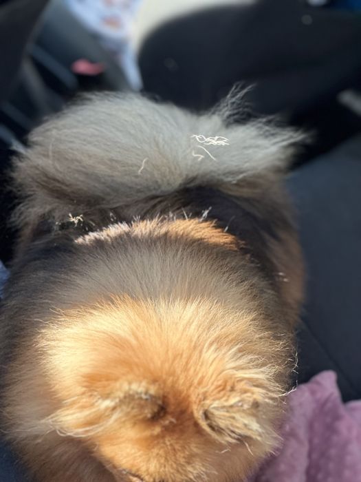 Szpic miniaturowy FCI , piękna suczka rezerwacja