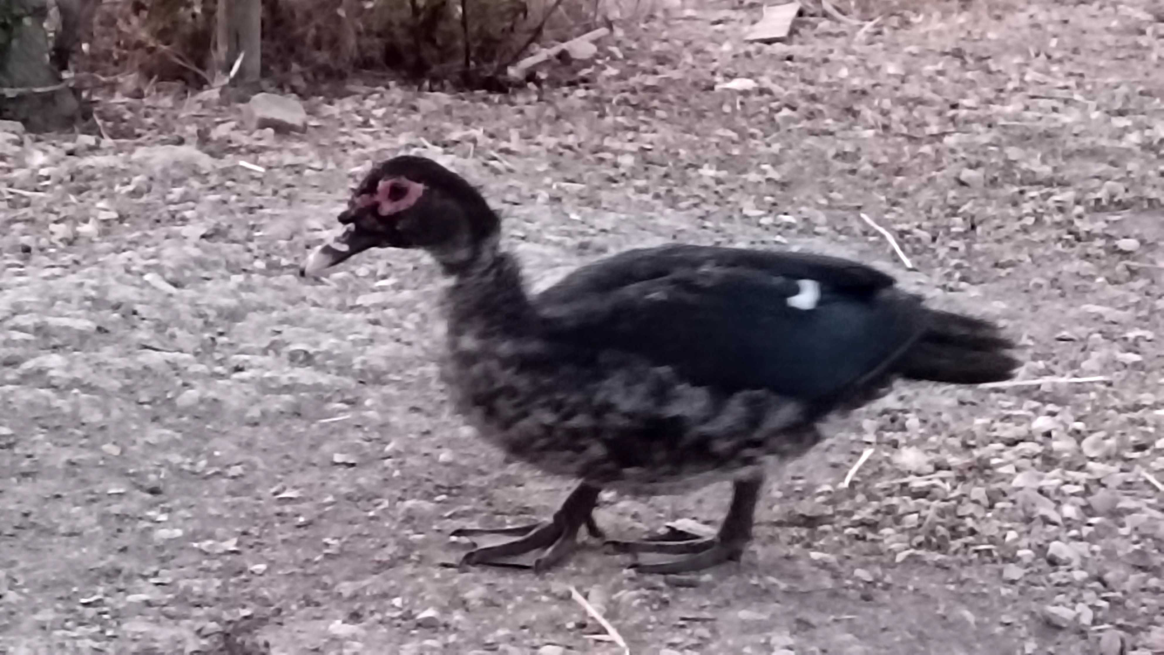 Patos criados na quinta