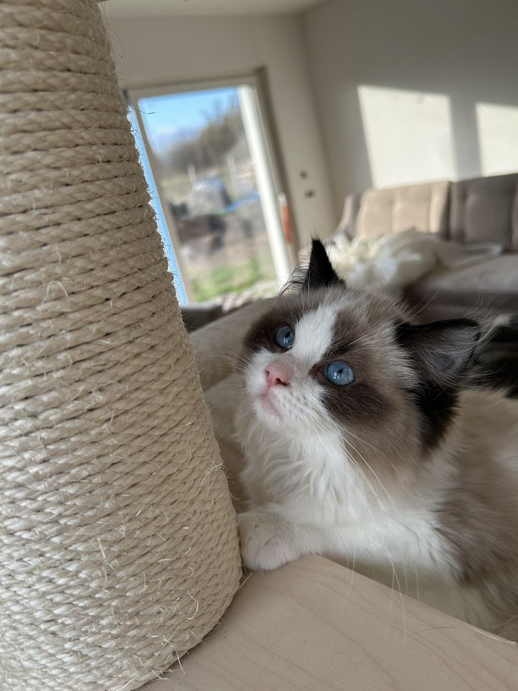 Ragdoll kocur seal bi color hodowlano wystawowy