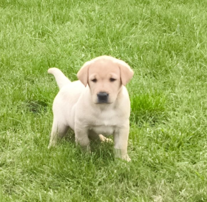 Sprzedam  labradora pieska