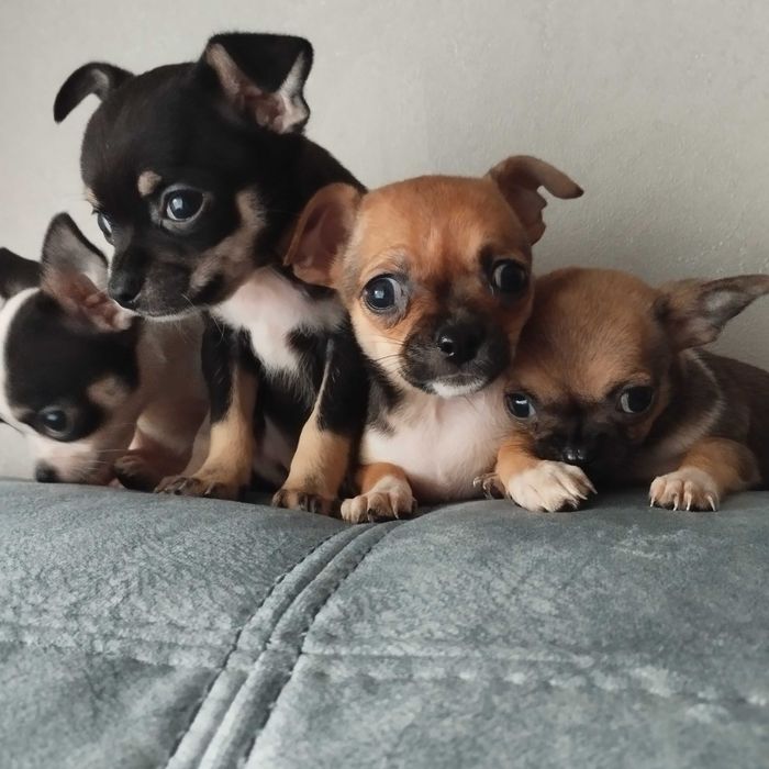 Продам Чихуахуа, дуже грайливі . Народилися 27 серпня