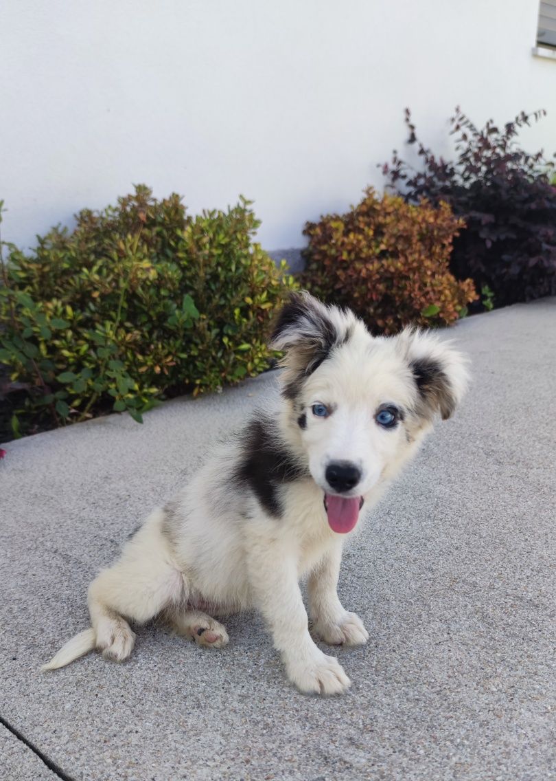 Border Collie Blue Merle fêmea (olhos azuis)