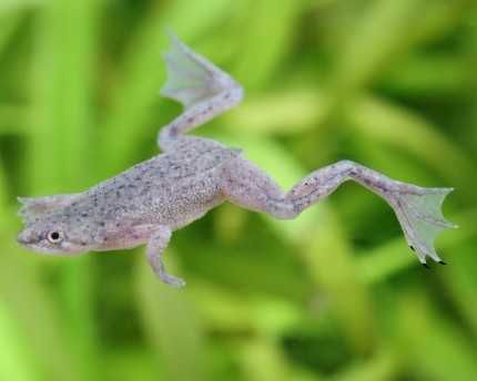 Pipa parva (dwarf Surinam toad) - grzbietoród