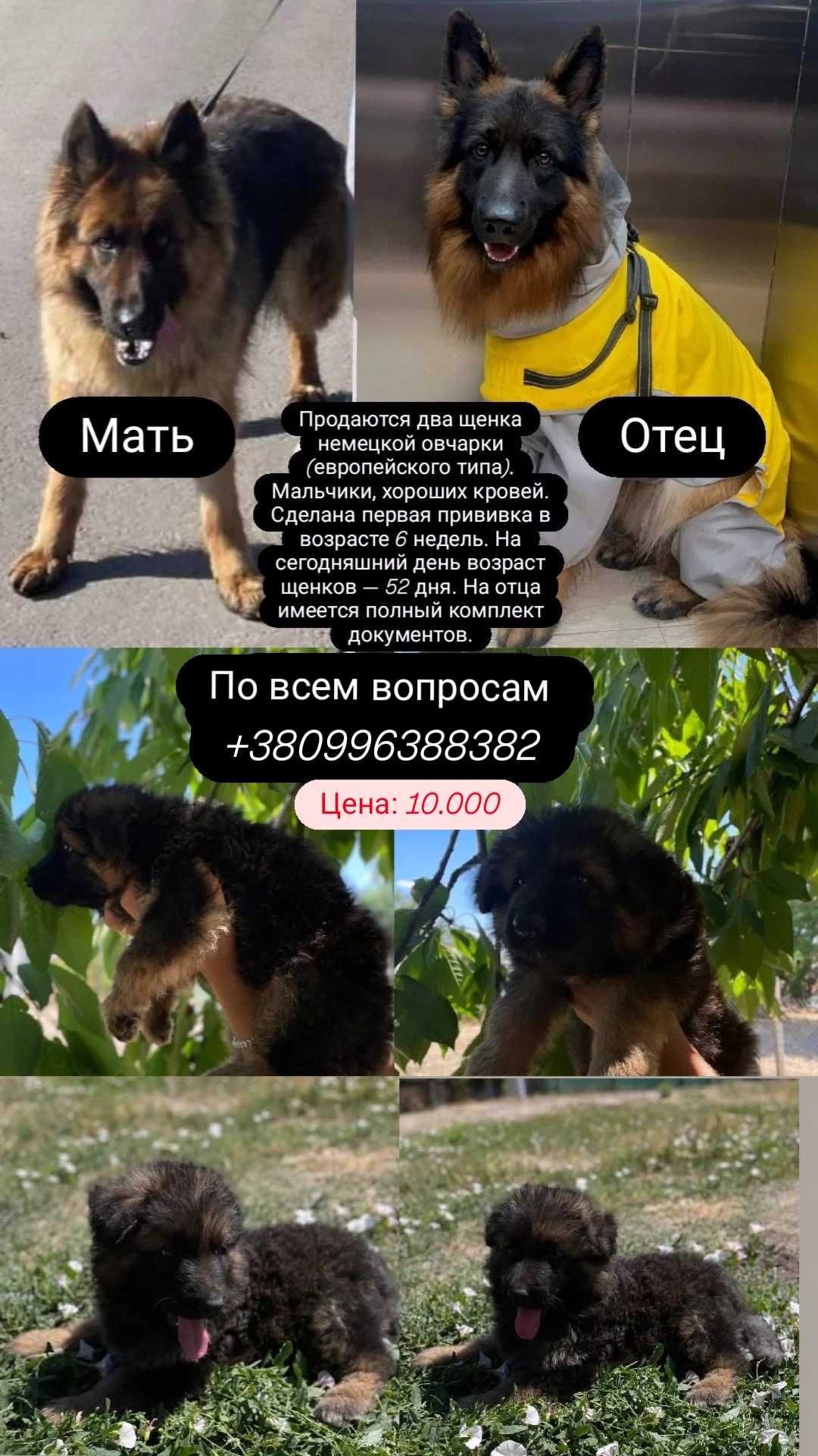 Продам цуценят  німецької вівчарки