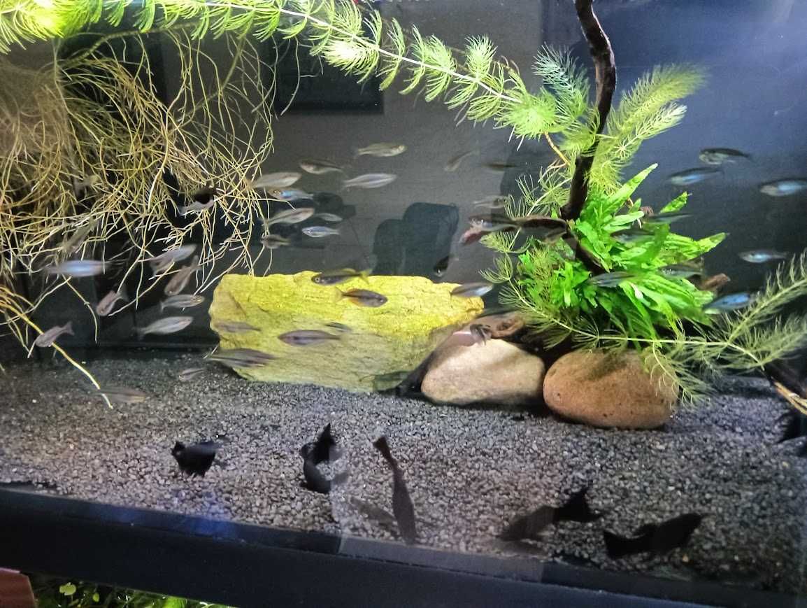 Molinezja Black Molly cena za jedną parę.