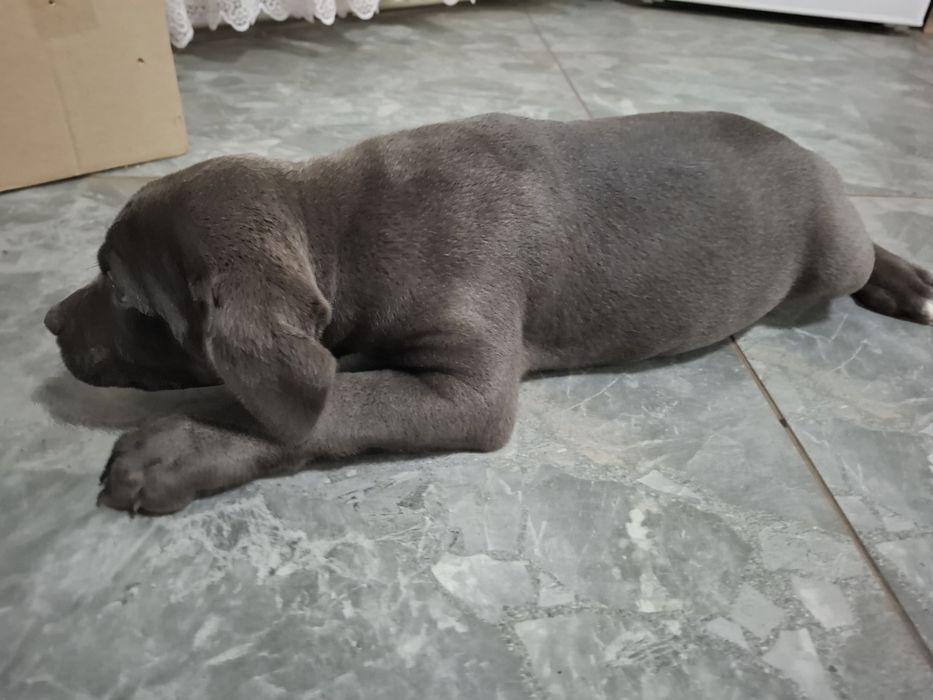 Голуба дівчинка кане корсо