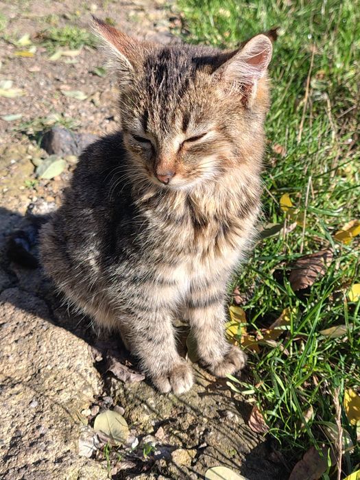 Два гарненькі котика, безкоштовно, 5,5 місяців