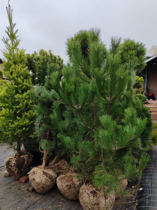 Продам кримську сосну