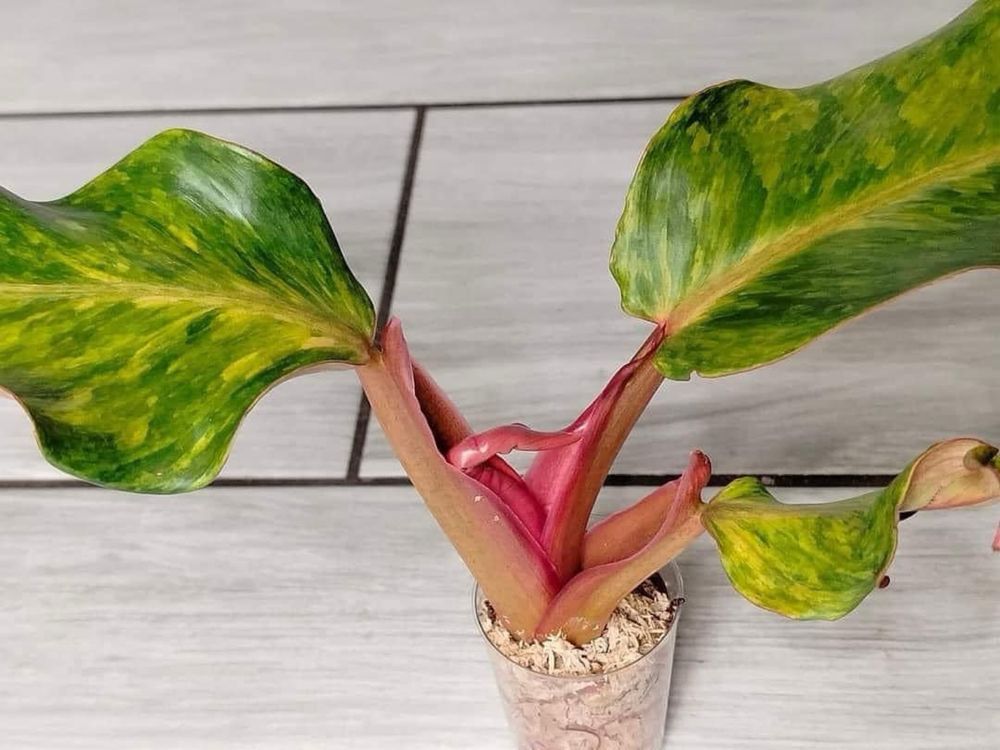 Philodendron Caramel Creame