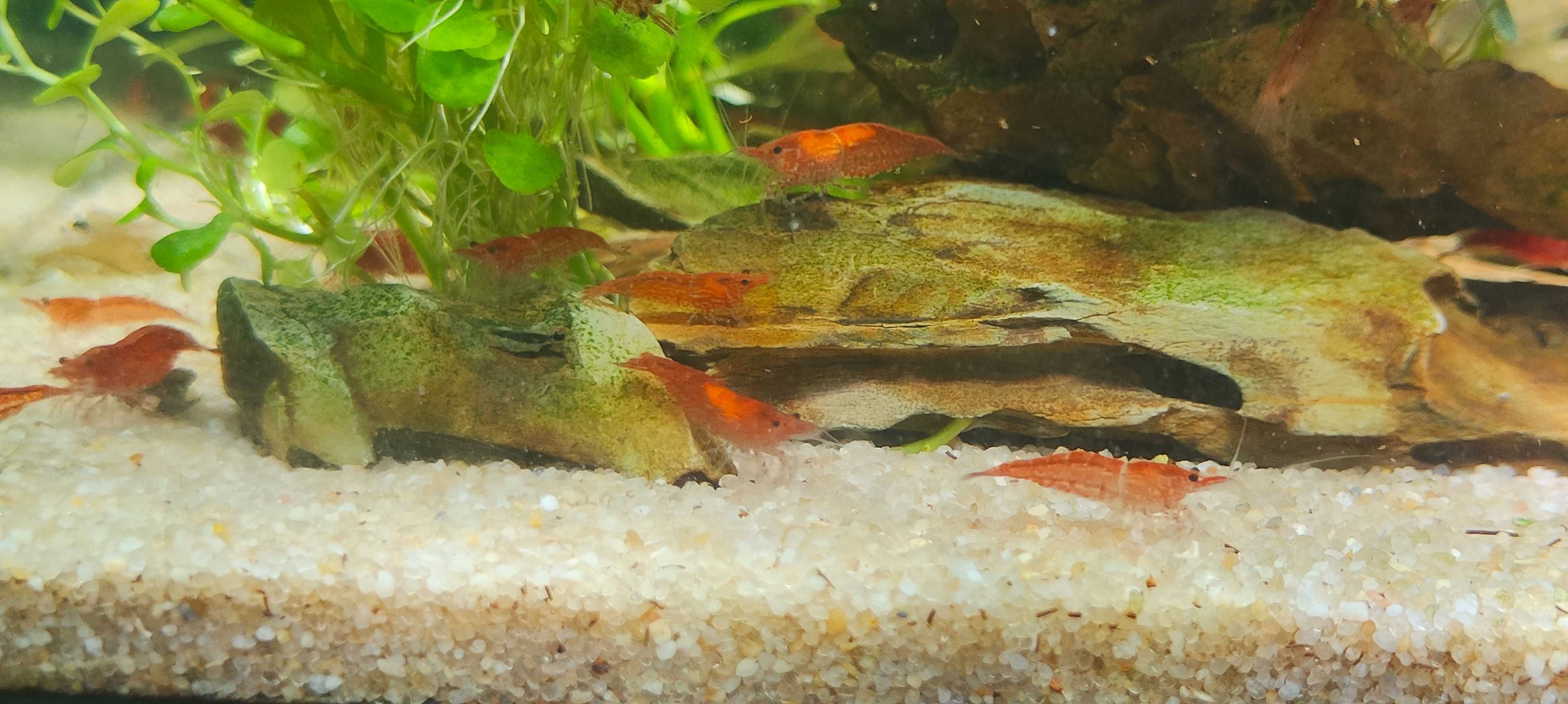Krewetka Red Cherry 4 zł za sztukę